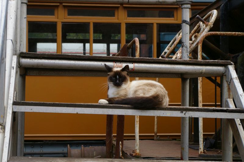 Class Cat